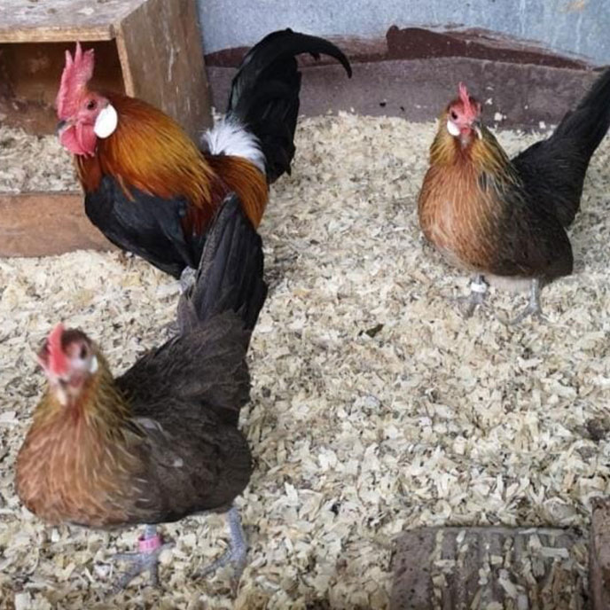 Chicken Breeds