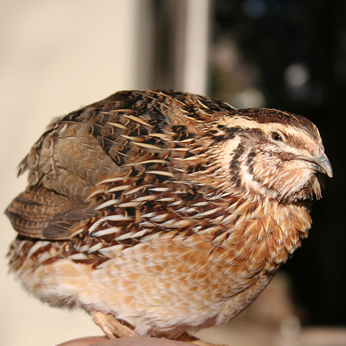 Quail Breeds & Eggs