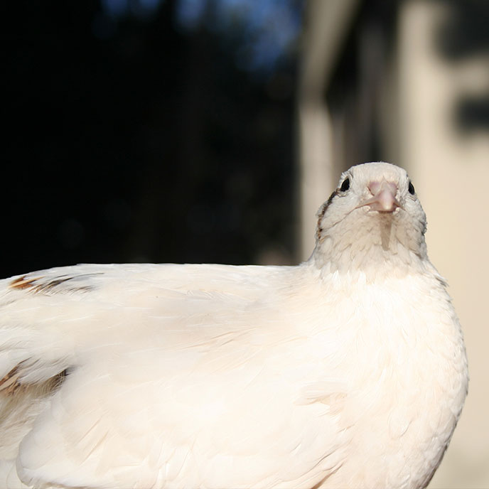 Quail Breeds & Eggs