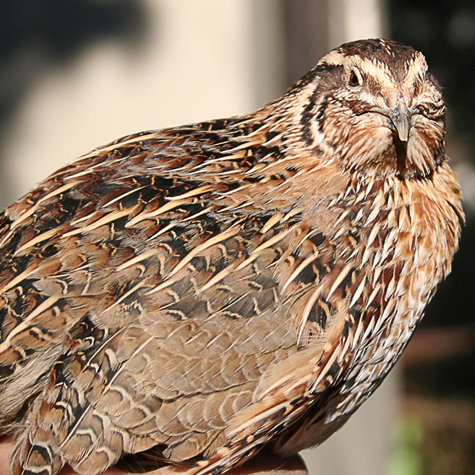 Quail Breeds & Eggs